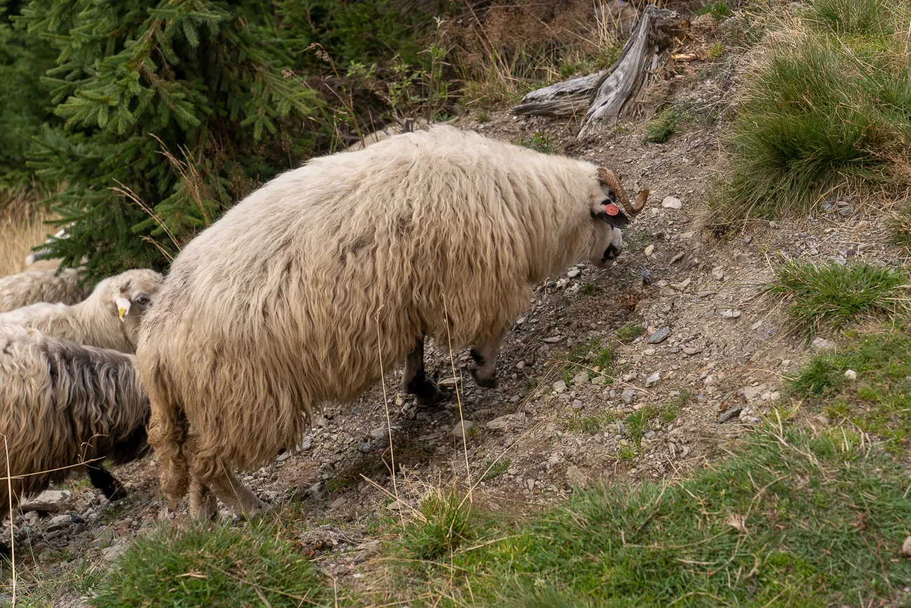 Schaf mit dichtem Fell auf steinigem Hang im Wald