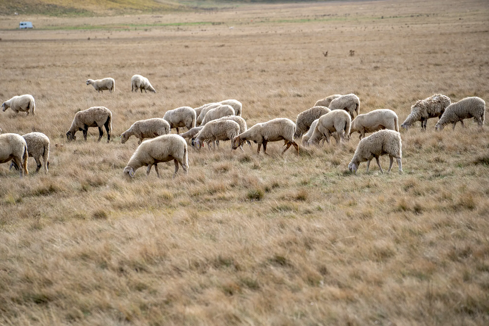 Schafherde grasen in trockenem Feld, Ferne mit Fahrzeug