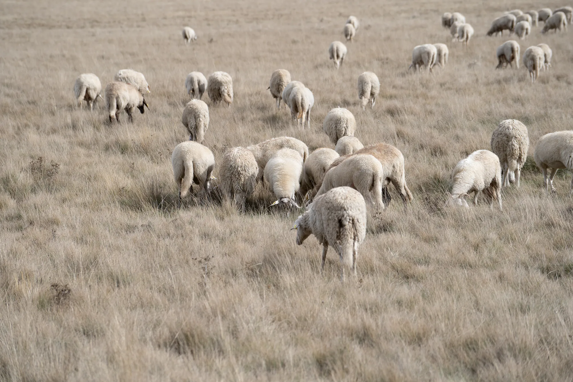 herde schaf grasland umbrien