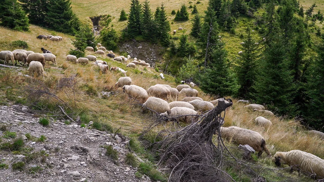 Schafherde grasend auf grüner Hanglage mit Nadelbäumen