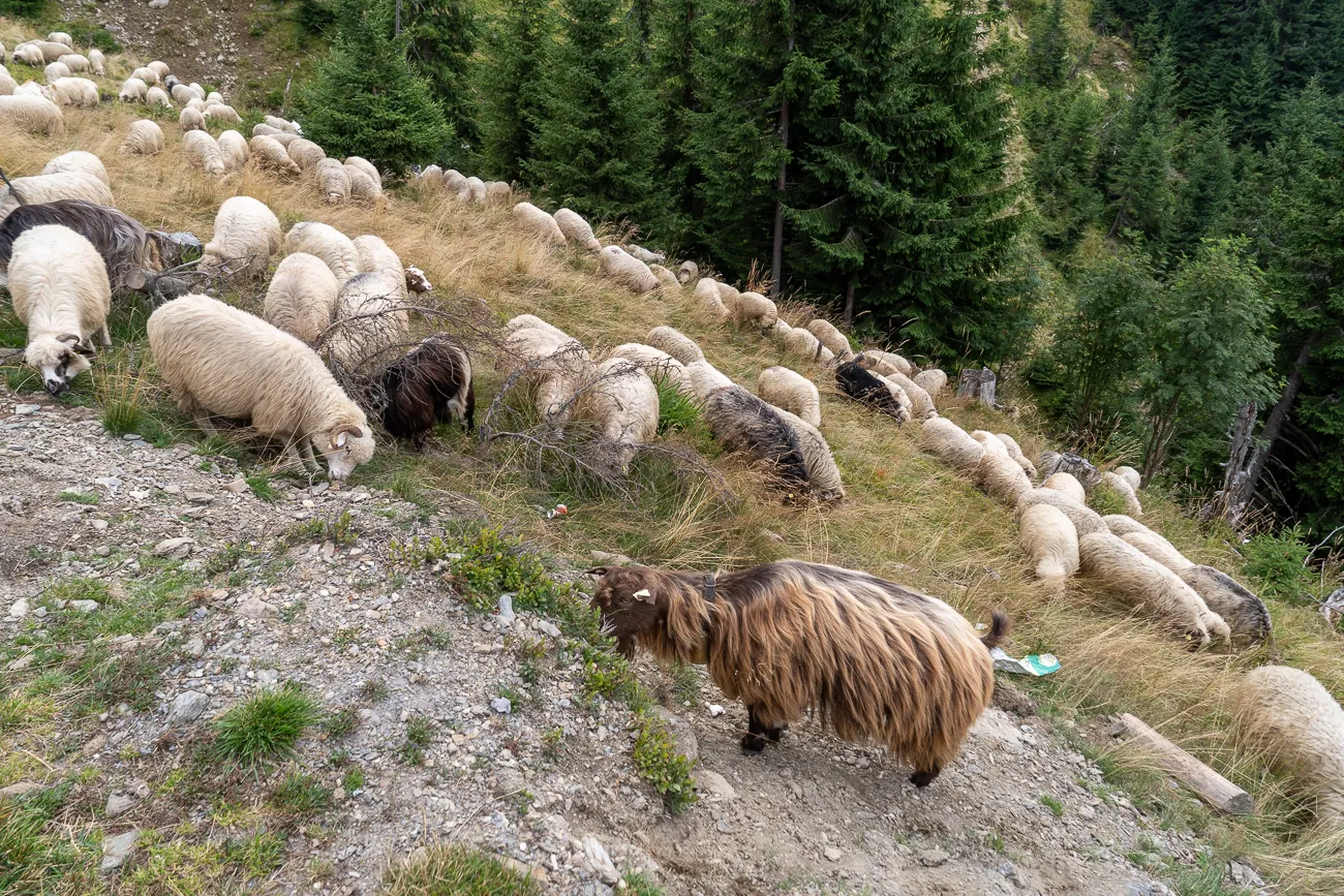Schafe und Ziegen grasen auf steinigem Hang im Wald