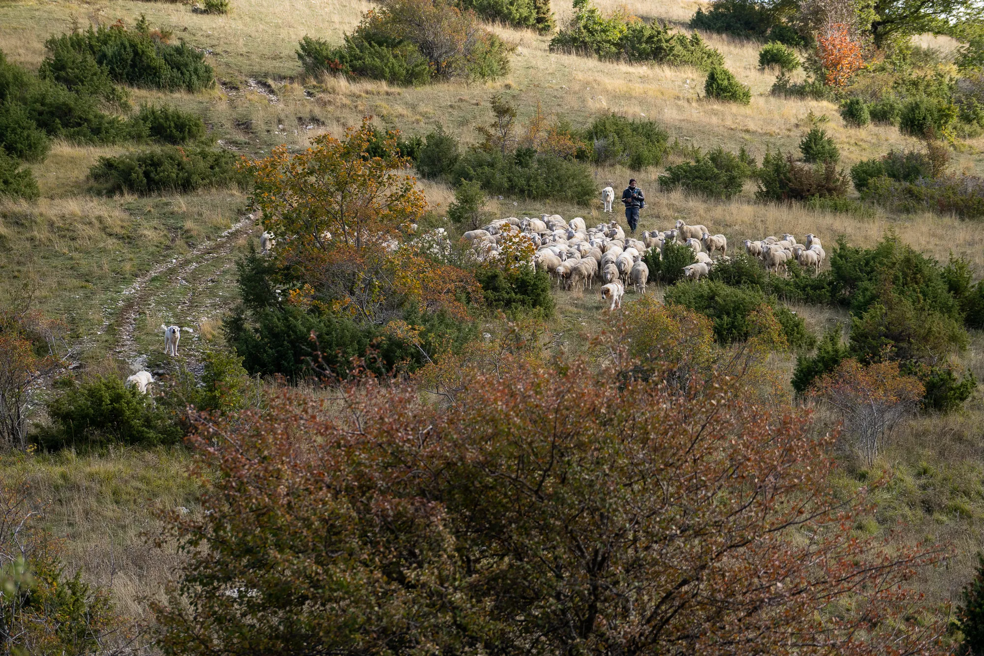 Schafherde auf grüner Hügellandschaft mit Wanderer und Baumkronen