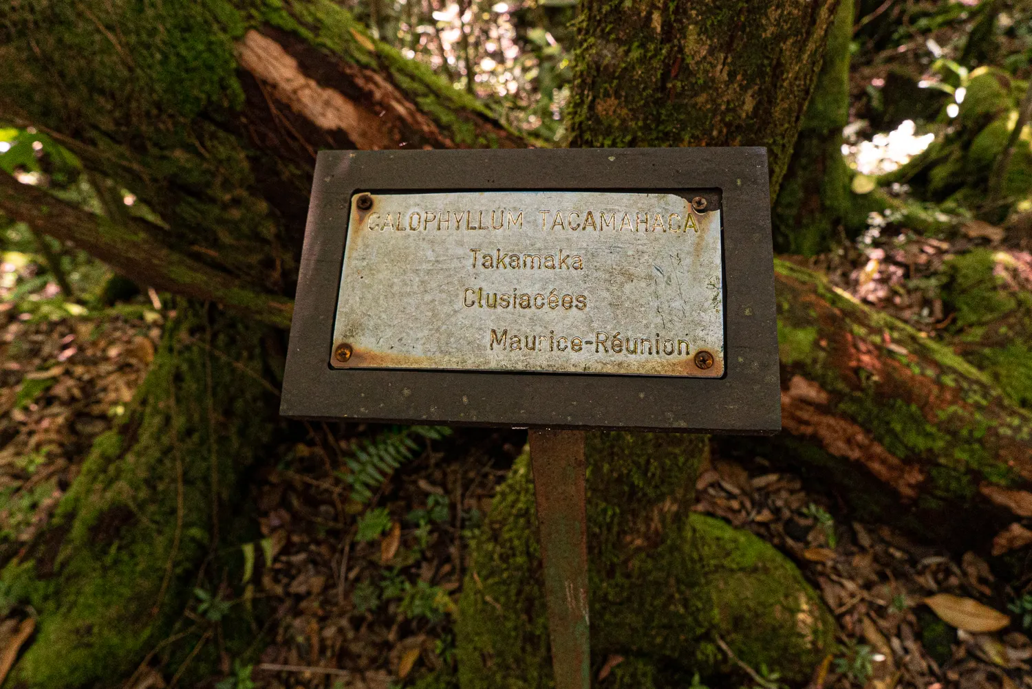 Schild mit Pflanzennamen an Baumstamm im Wald