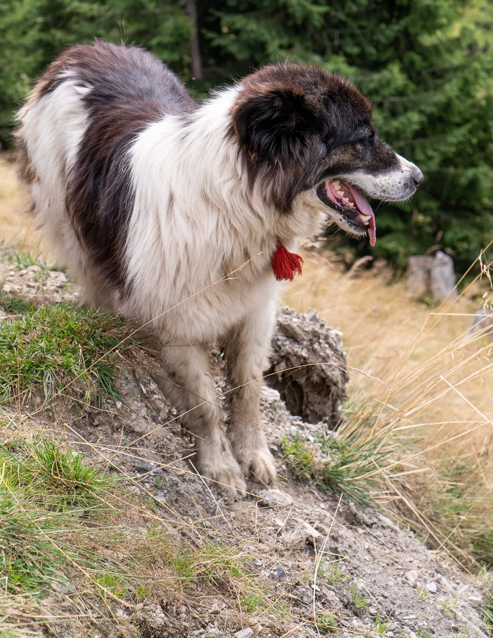 großer schwarz-weißer hund mit rotem halsband auf grasiger kiesbank