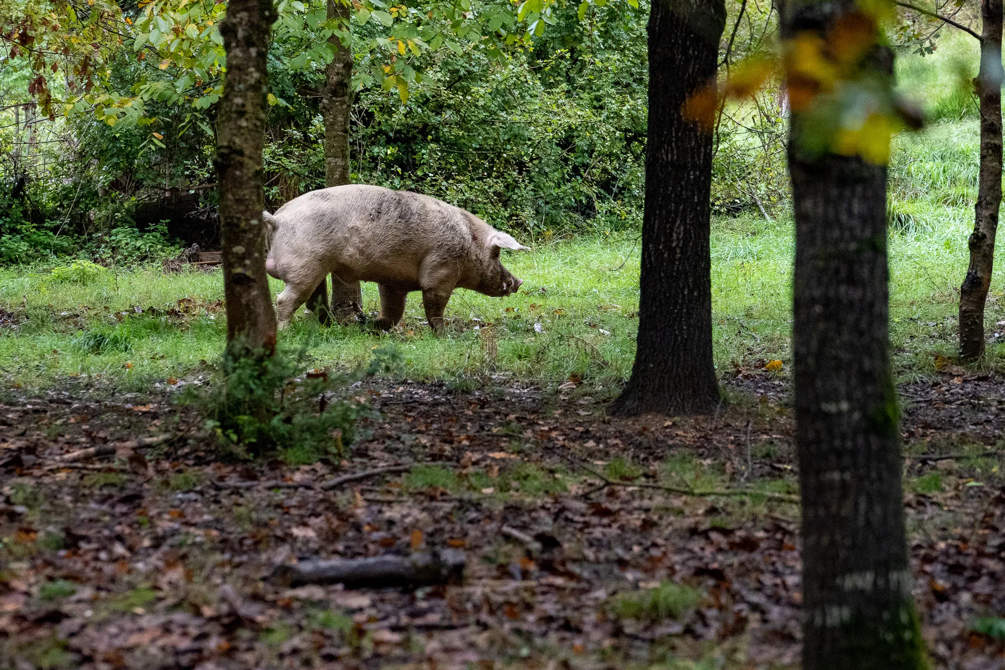großes schwein grasst im wald zwischen bäumen