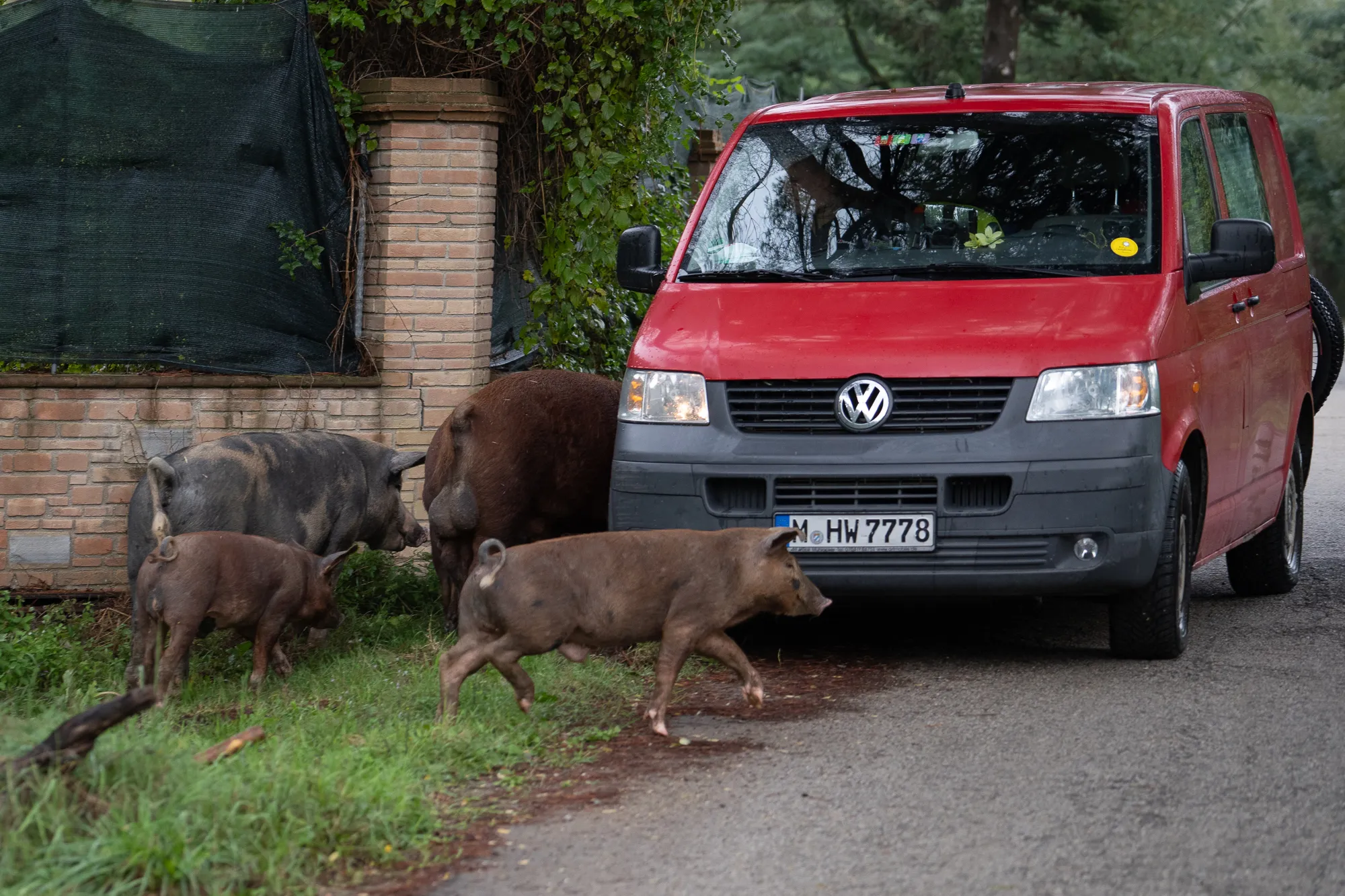 Schweine laufen neben einem roten Van auf einer Straße.
