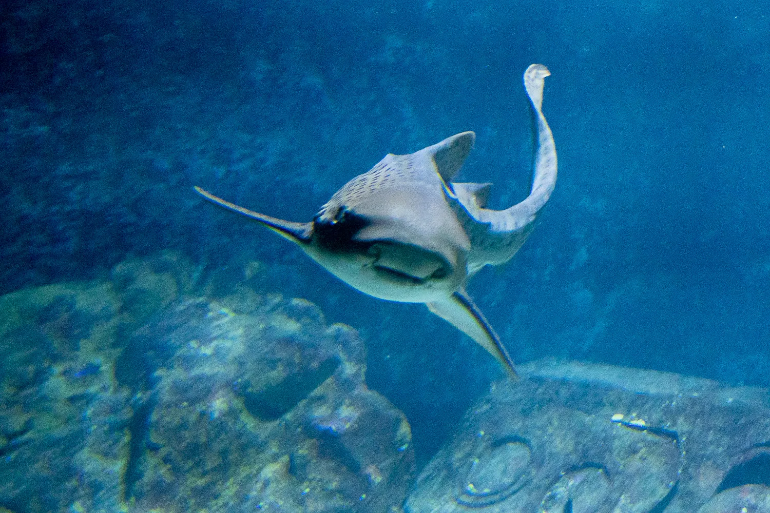 Schwertnasehai schwimmt über Felsen im blauen Wasser