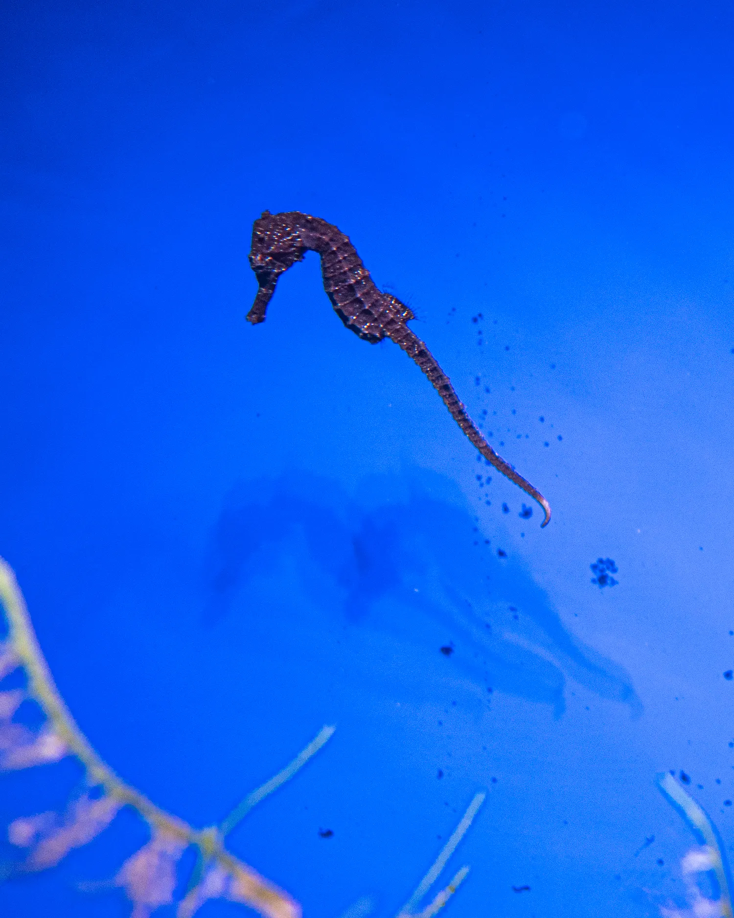 Seepferdchen schwimmt in blauem Wasser mit Pflanzen