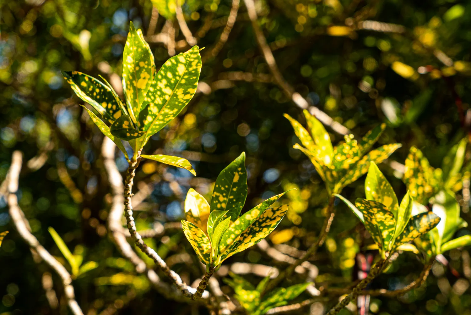 Sonnenlicht durchblättert grüne Blätter mit gelben Flecken.