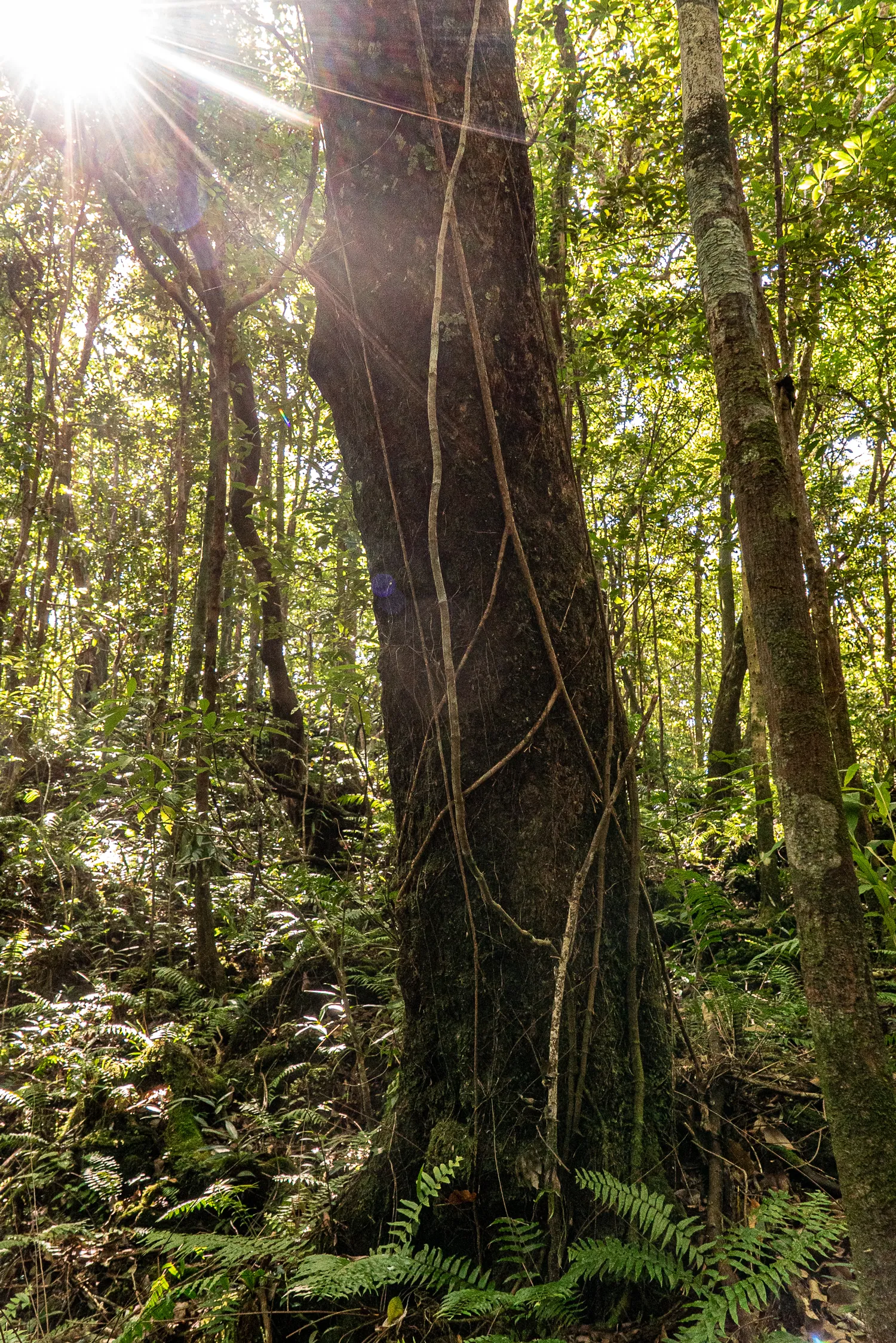 Sonnenlicht durchdurchdringt dichten Wald mit Farnen und Bäumen.