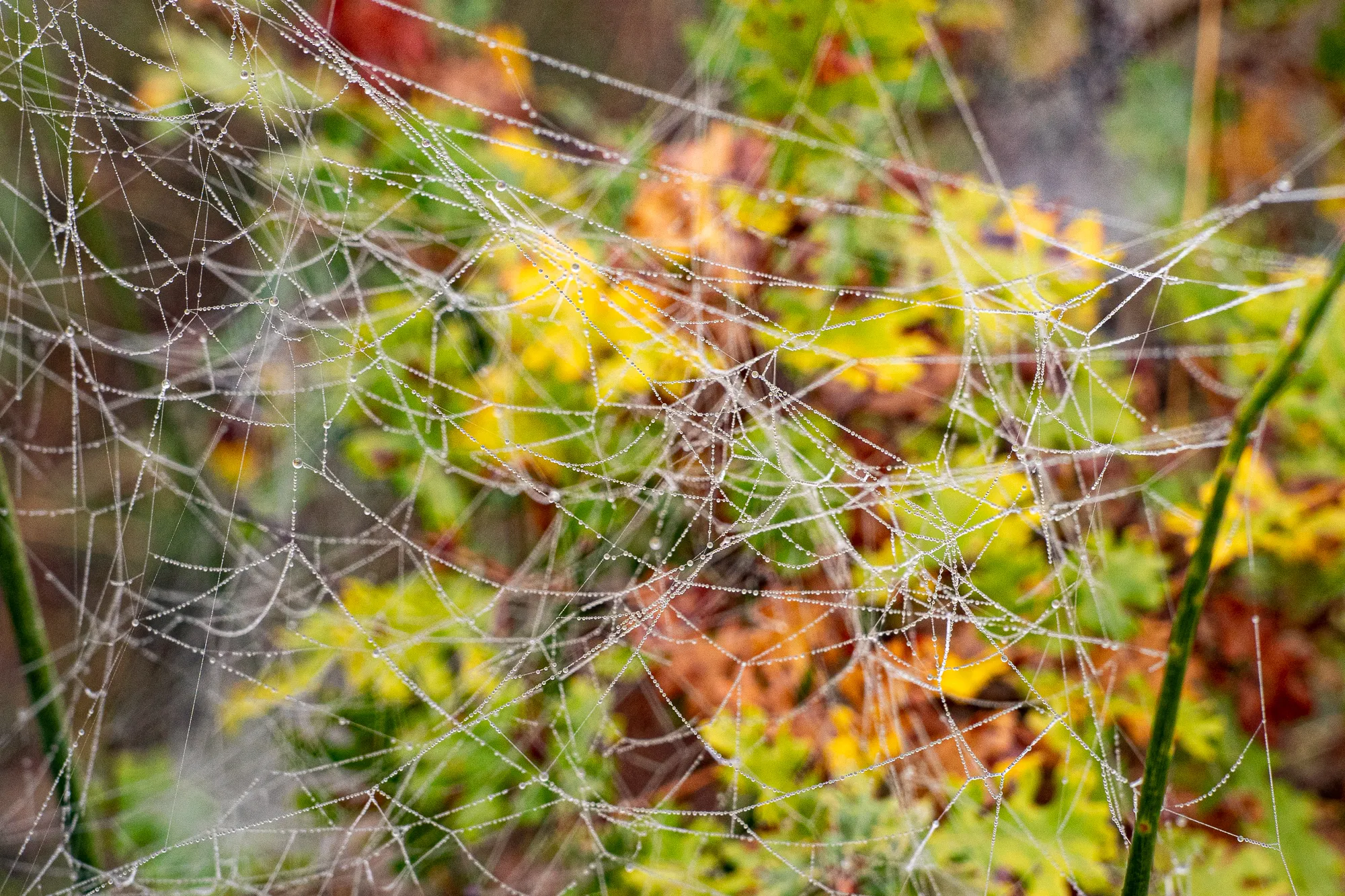 Spinnennetz mit Tau im Morgennebel, Herbstlaub im Hintergrund