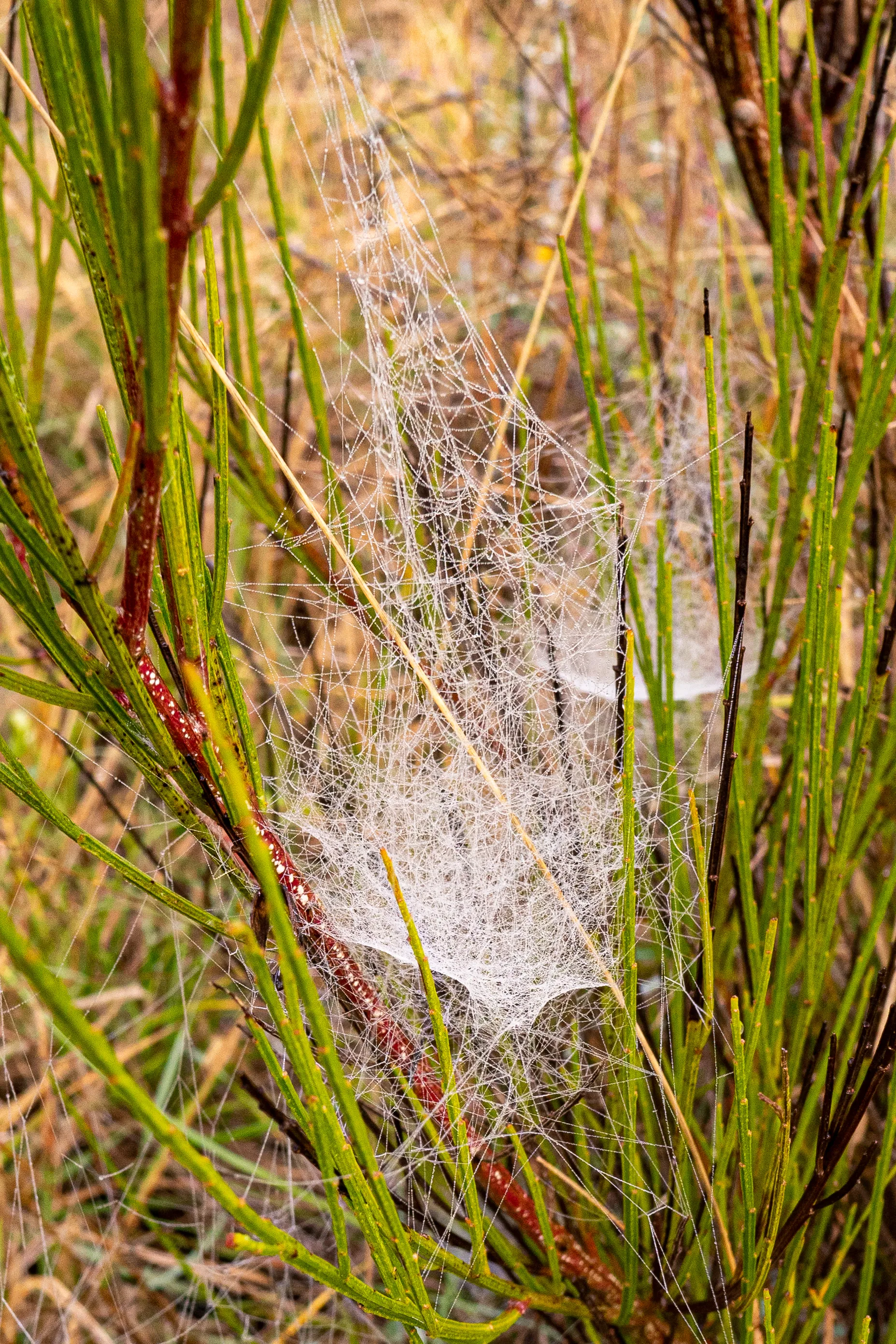 Feines Spinnennetz zwischen grünen Pflanzenstämmen im Morgennebel