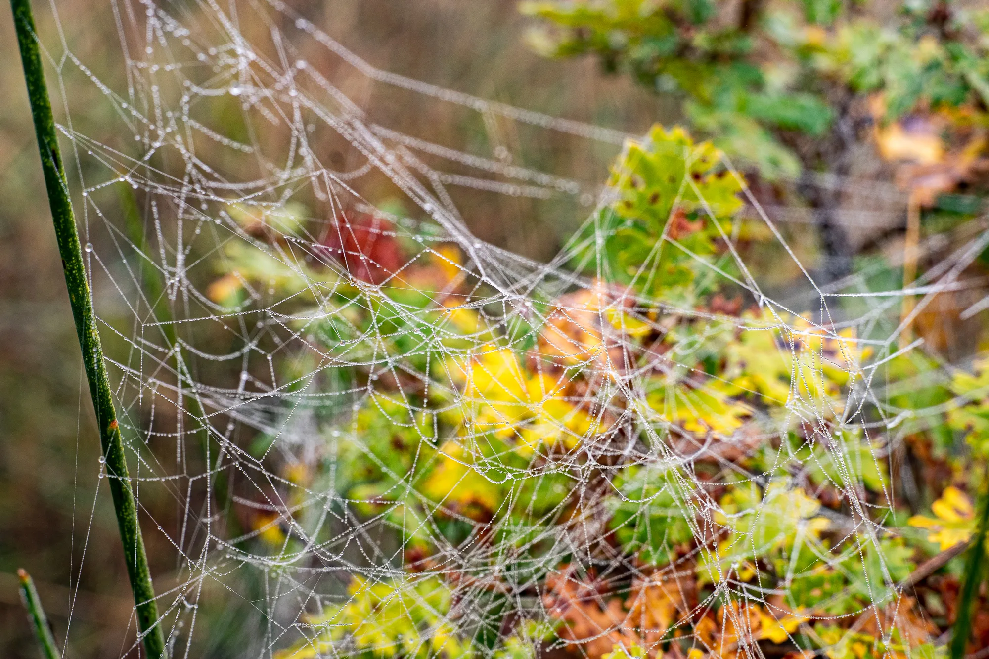 Spinnennetz mit Tau im Morgennebel zwischen grünen und gelben Blättern