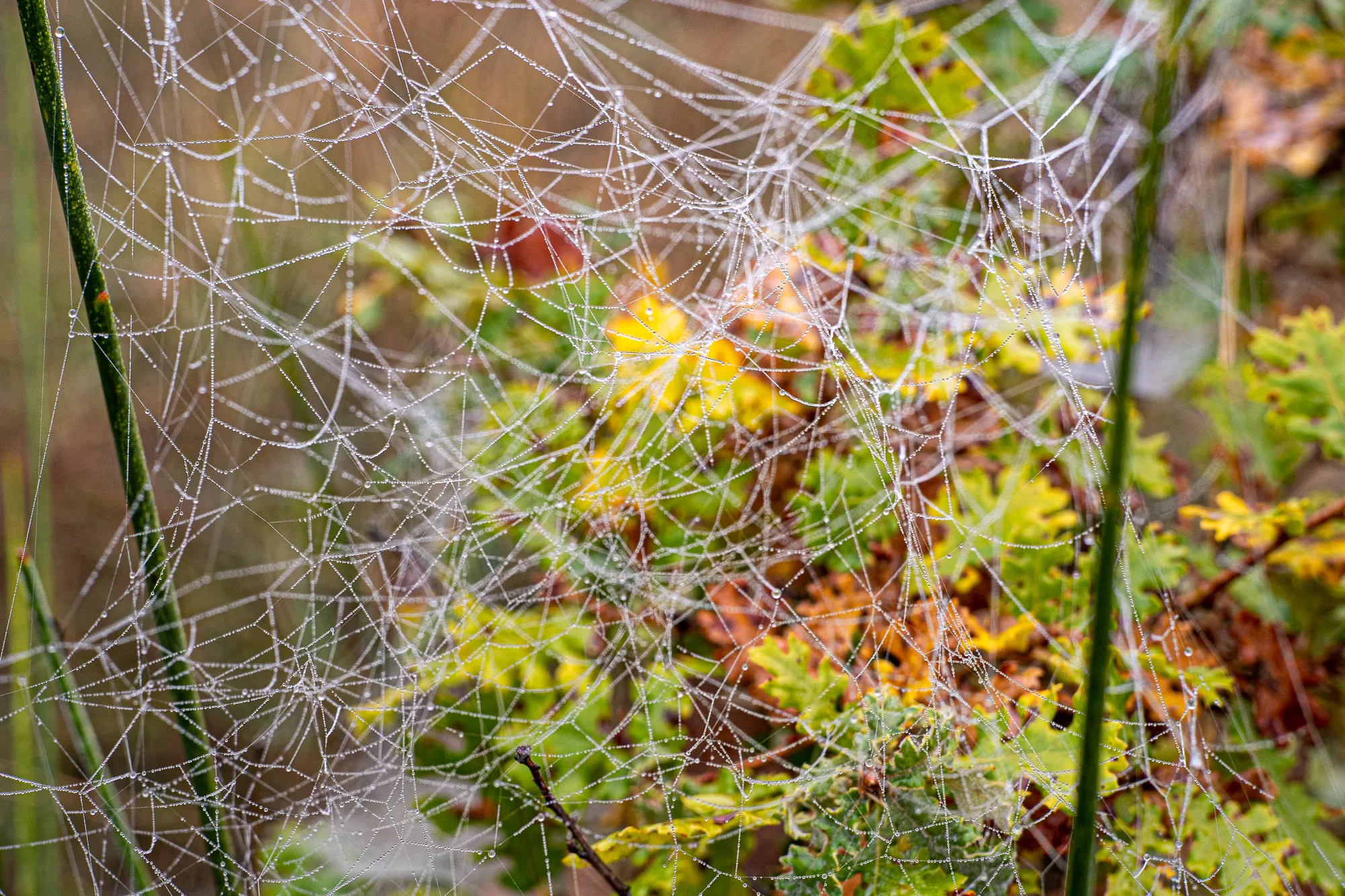 Spinnennetz mit Tau im Morgennebel zwischen Gräsern und Blättern