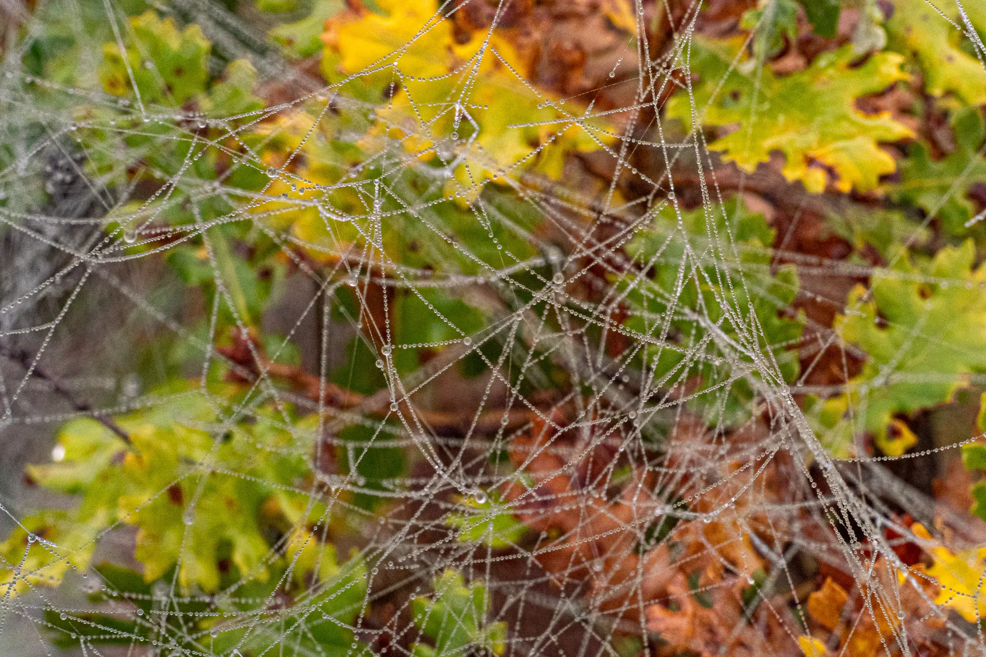 Spinnennetz mit Tau tropfen zwischen grünen und braunen Blättern