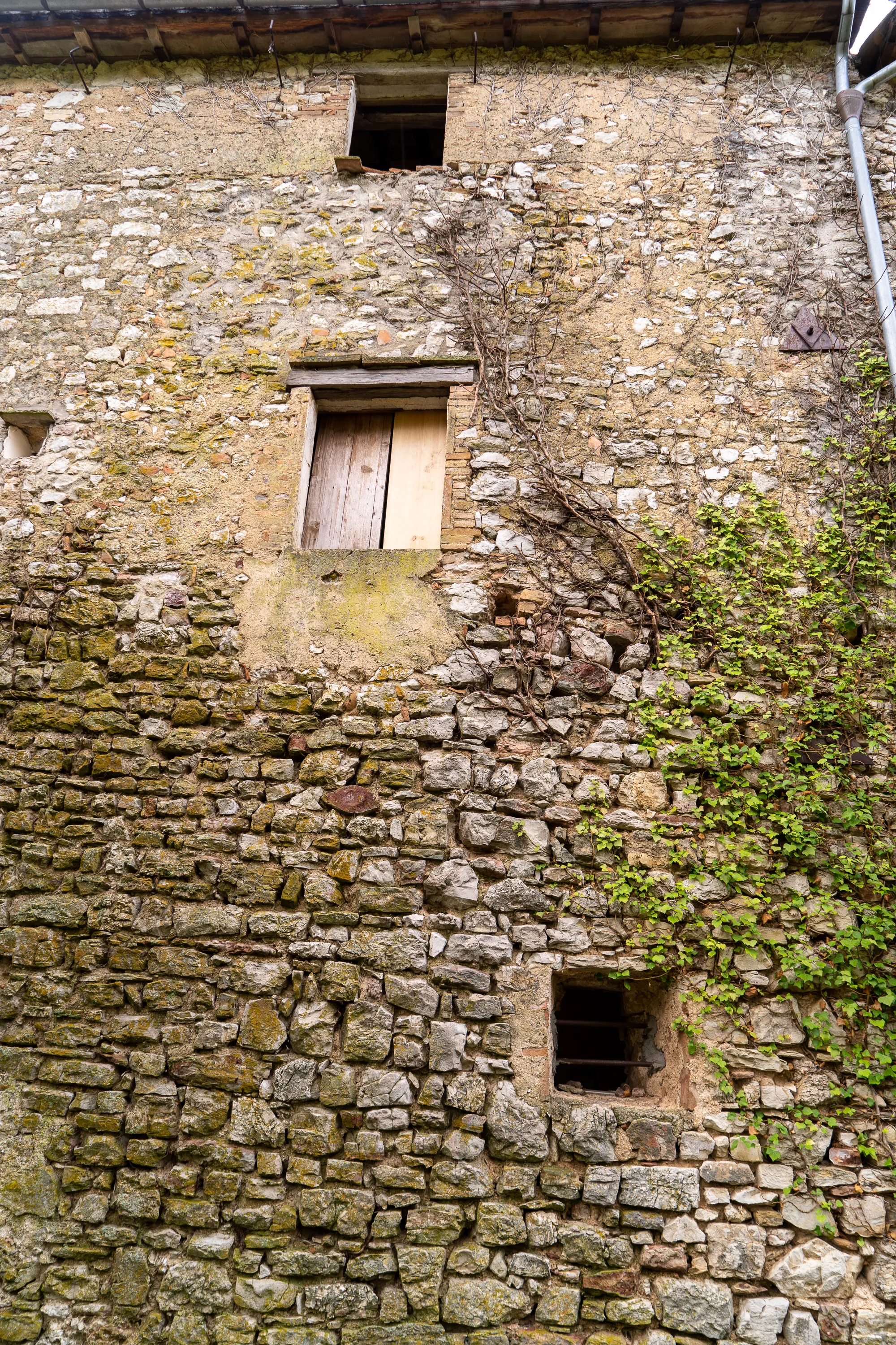 Alter Steinbau mit Fenstern und Efeu an der Fassade