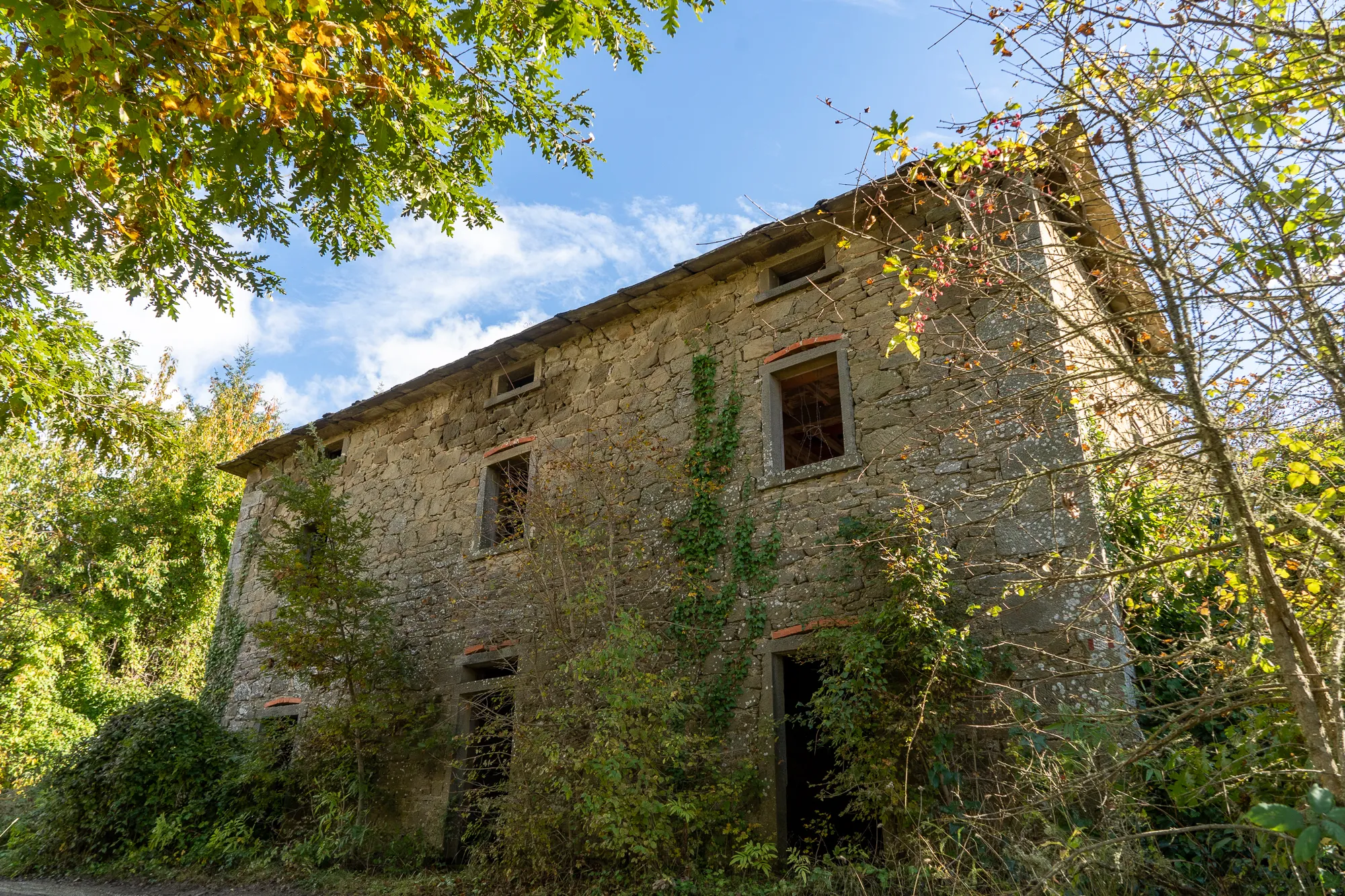 Altes Steinhaus im Wald mit Kletterpflanzen und blauem Himmel