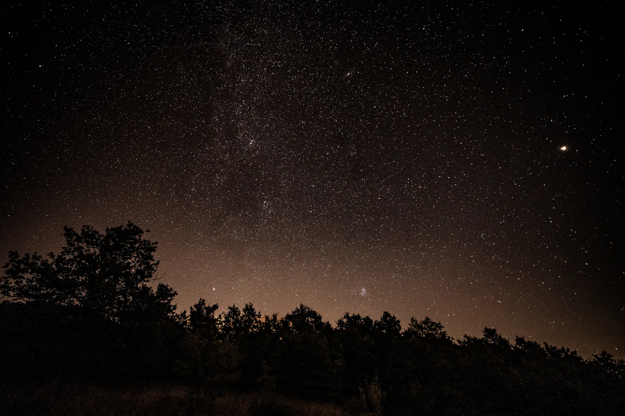 Sternenhimmel über Baumkronen bei Nacht