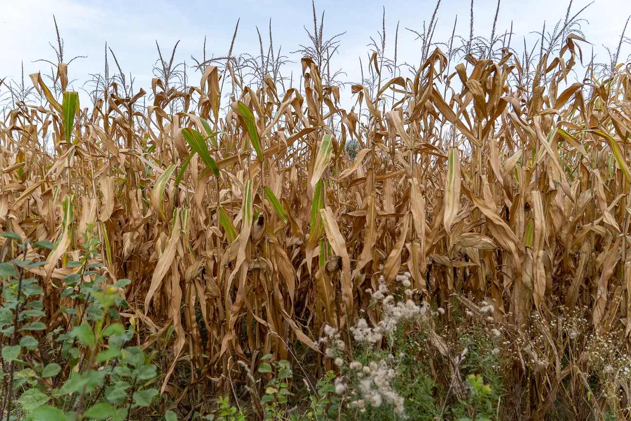 Trockenes Maisfeld mit grünen Pflanzen im Vordergrund.