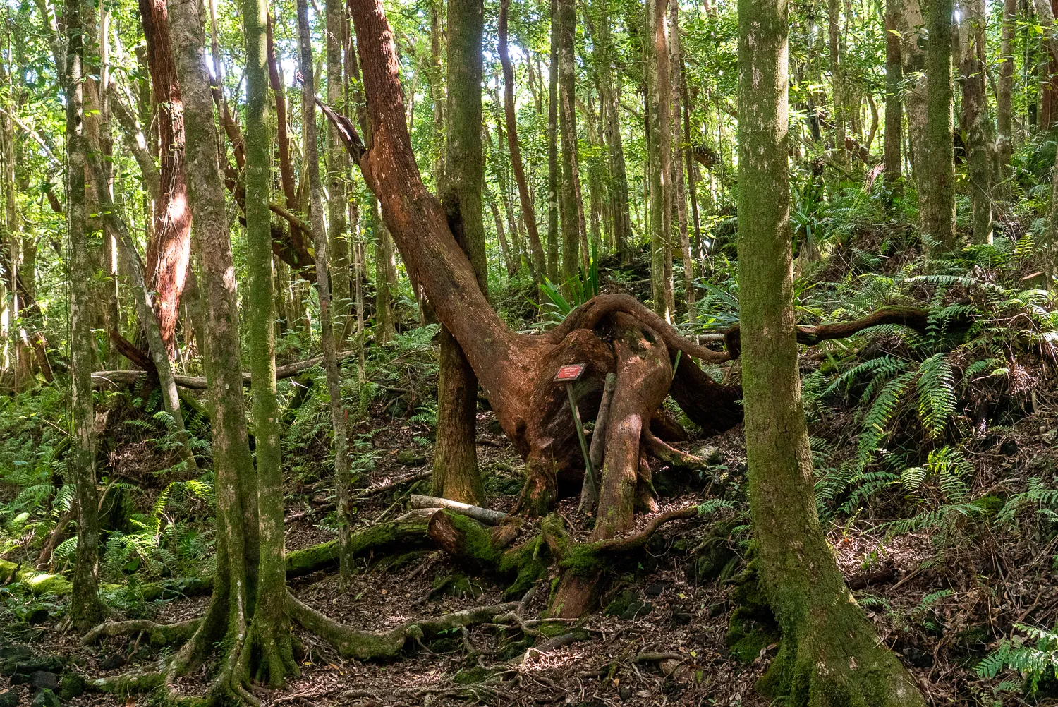 Dichter Wald mit hohem Laub und einem großen, verkrümmten Baumstamm.