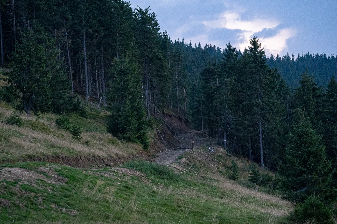 Weg durch Waldhang bei Dämmerung
