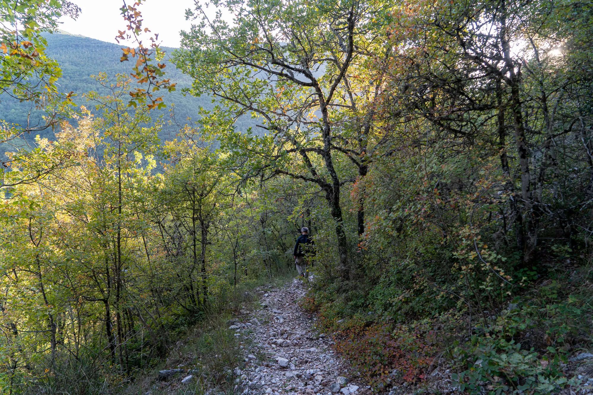 Waldweg mit Kiesbank und Bäumen im Herbstlicht