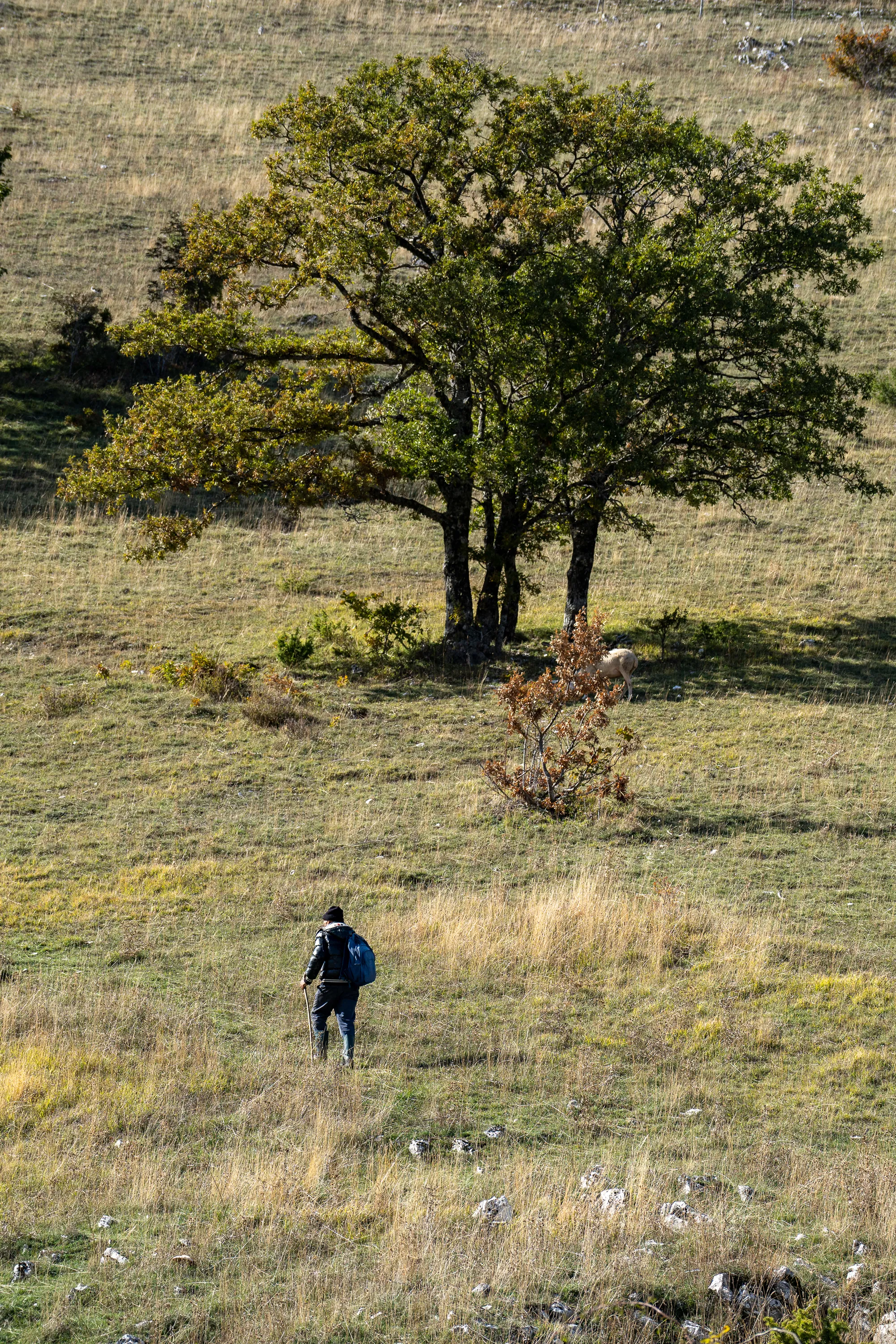 Mensch mit Rucksack wandert langsam bergauf durch grasiges Tal mit Baum