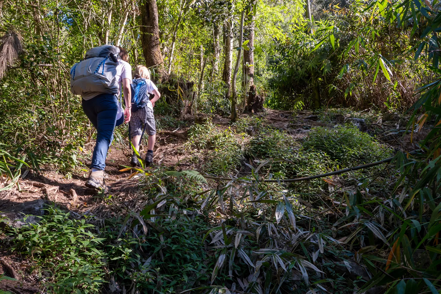 Zwei Personen mit Rucksäcken wandern durch dichten Wald.