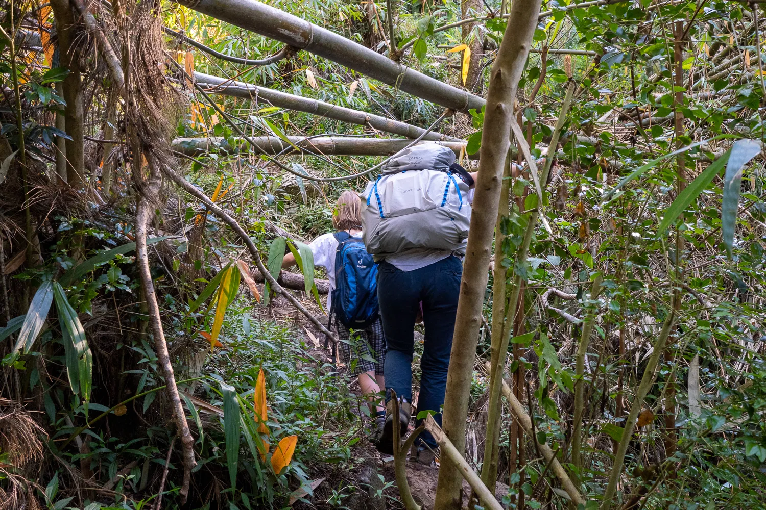 Zwei Wanderer mit Rucksäcken bewegen sich durch dichten Wald.