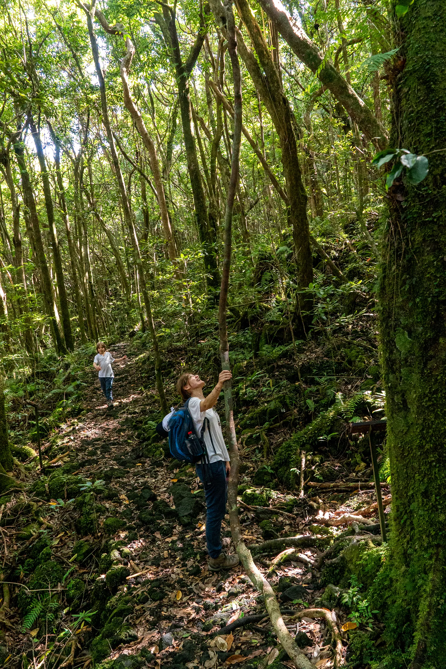 Zwei Personen wandern durch dichten Wald mit moosbewachsenen Bäumen und Sonnenlicht.