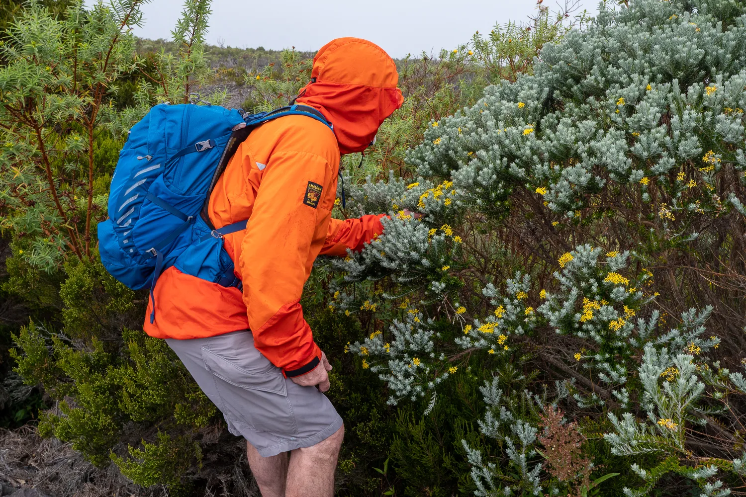 Mann in orangefarbener Jacke und blauem Rucksack erkundet buschiges Gelände mit gelben Blüten.