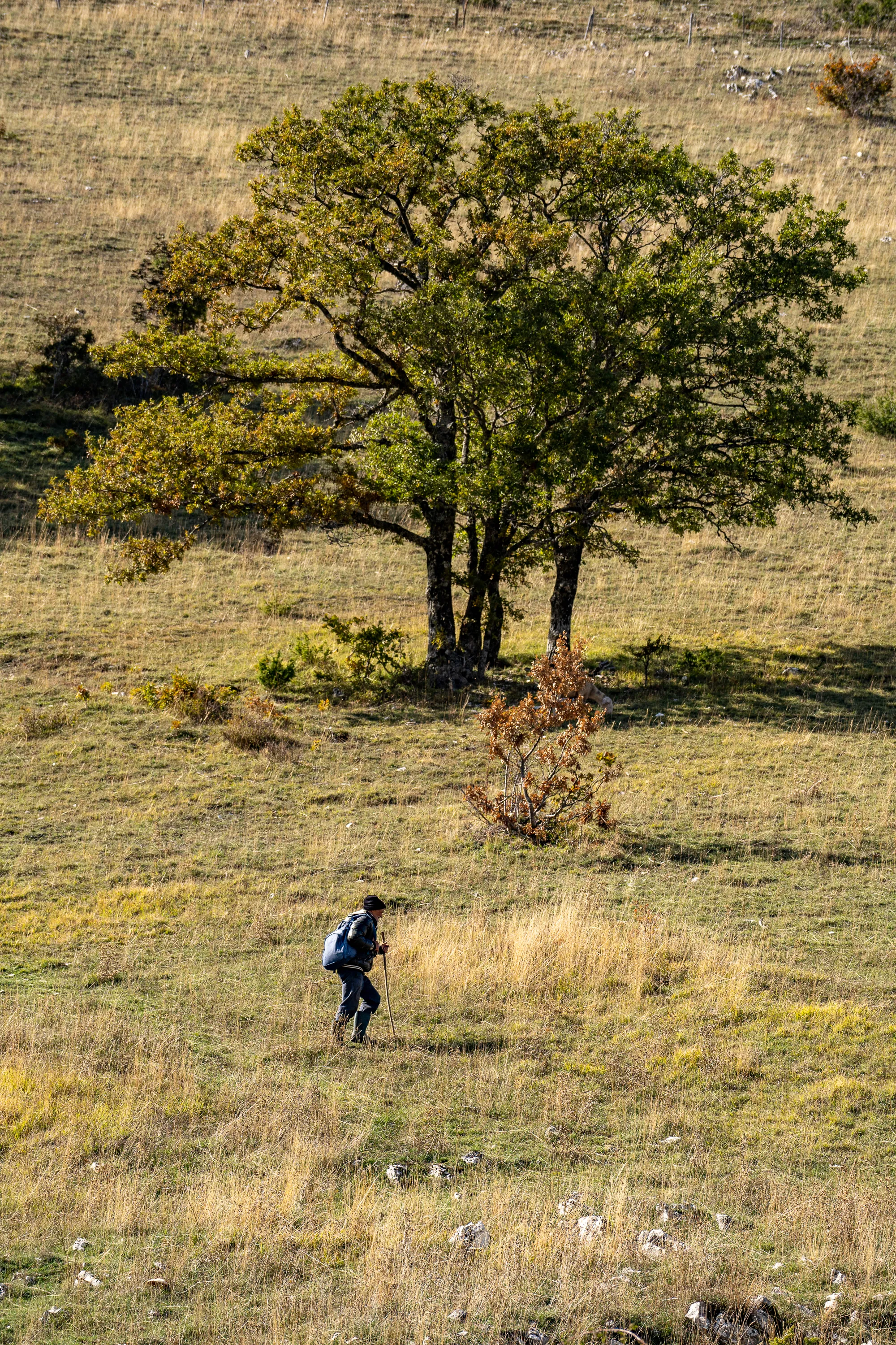 Mensch mit Rucksack und Stock wandert langsam durch grasbewachsenen Hang unter Baum.
