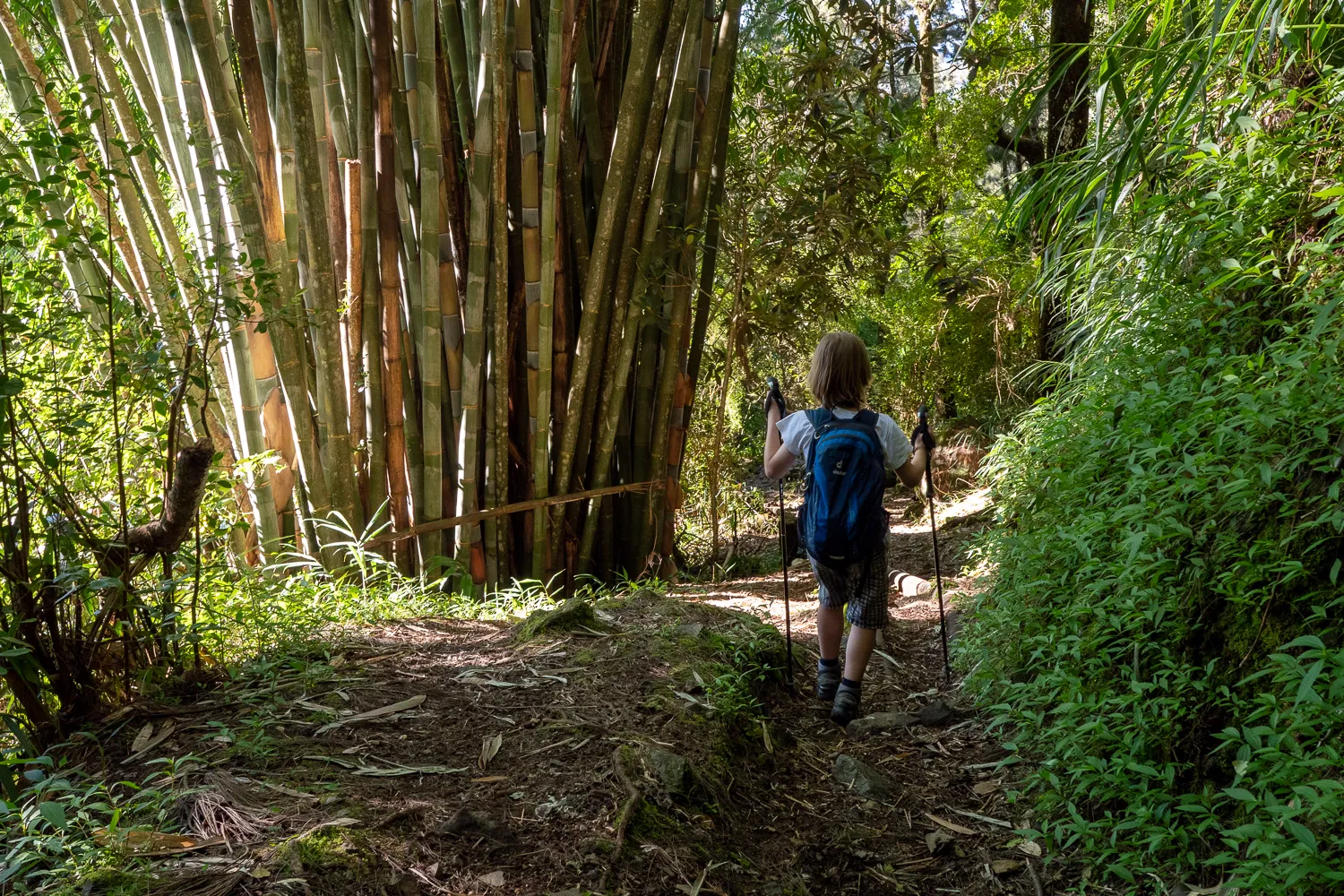 Menschen wandert durch dichten Wald mit Bambus und grüner Vegetation.