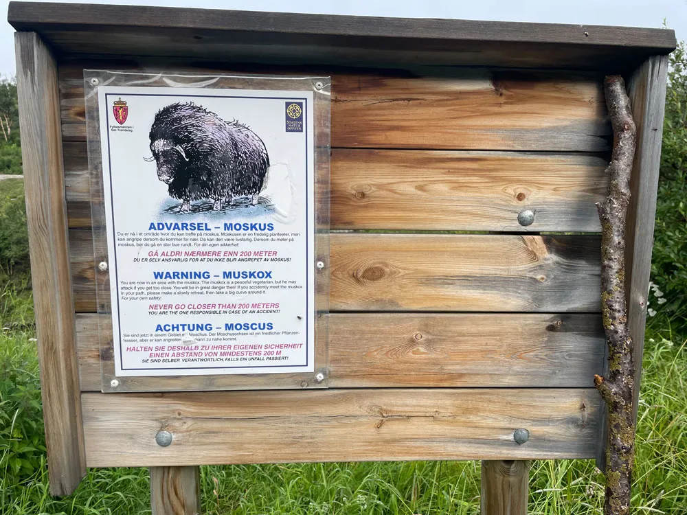Wanderwegschild mit Warnung vor Moschusochsen in Norwegen