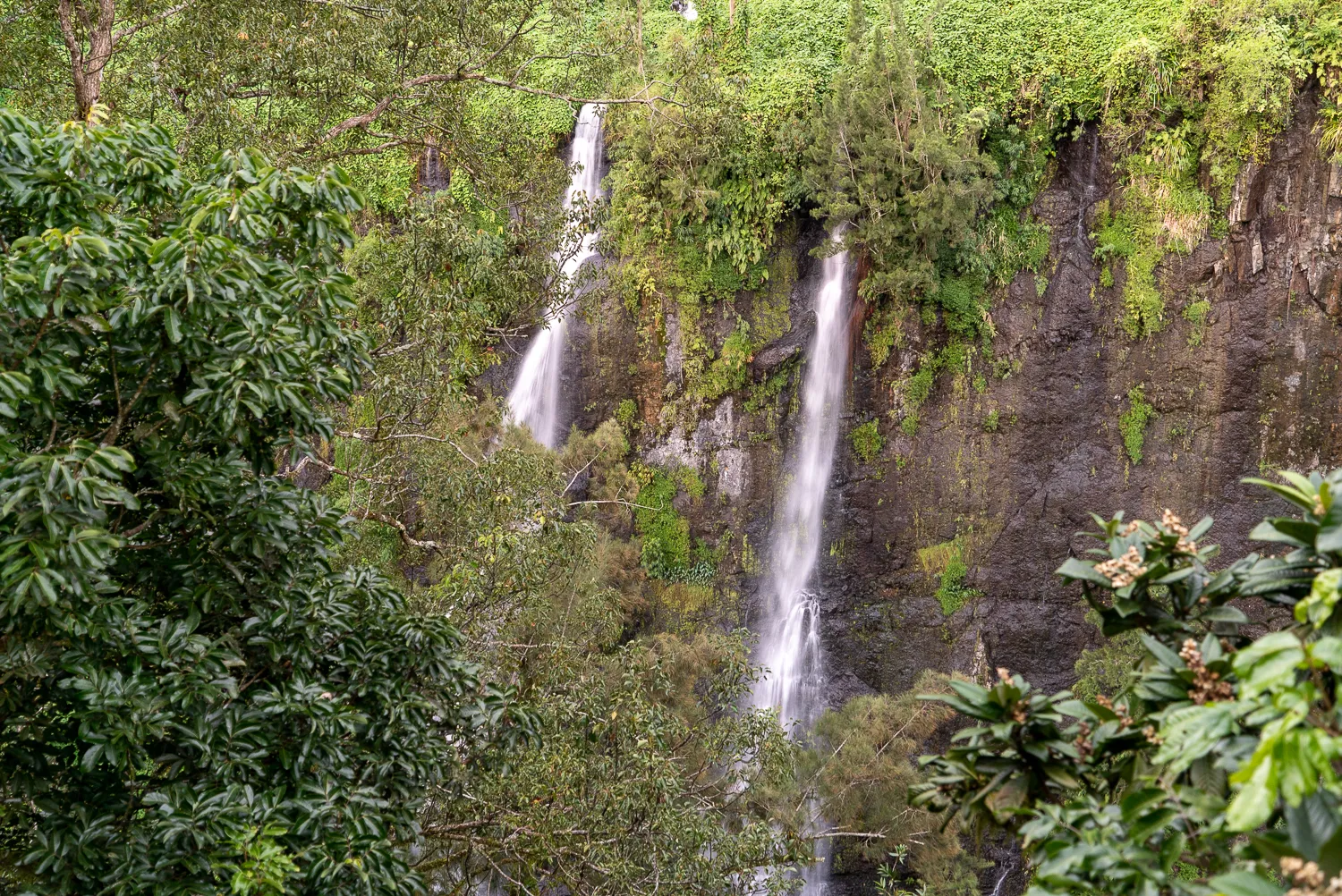 Zwei Wasserfälle fließen durch dichten grünen Wald an einer steilen Felswand.