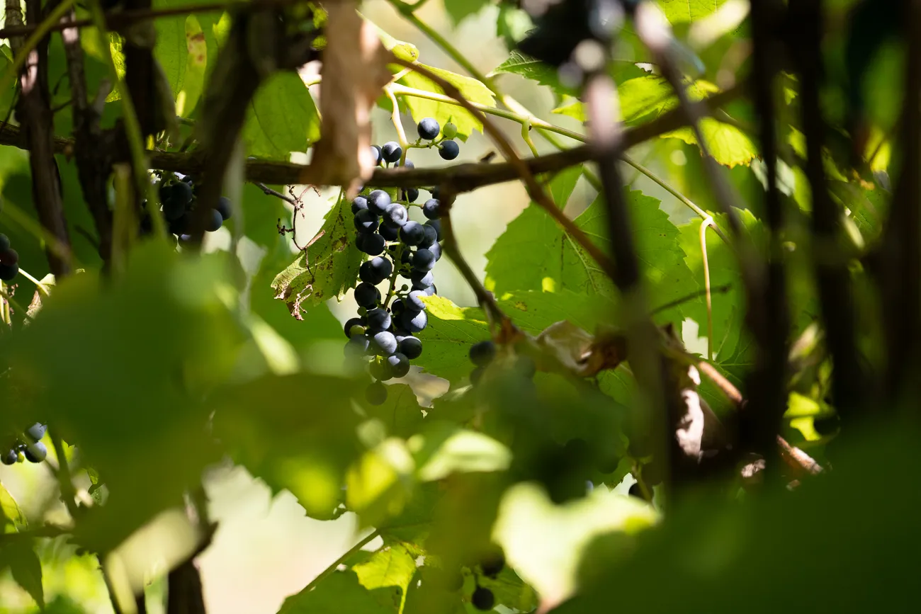 Reben mit dunklen Trauben zwischen grünen Blättern im Sonnenlicht