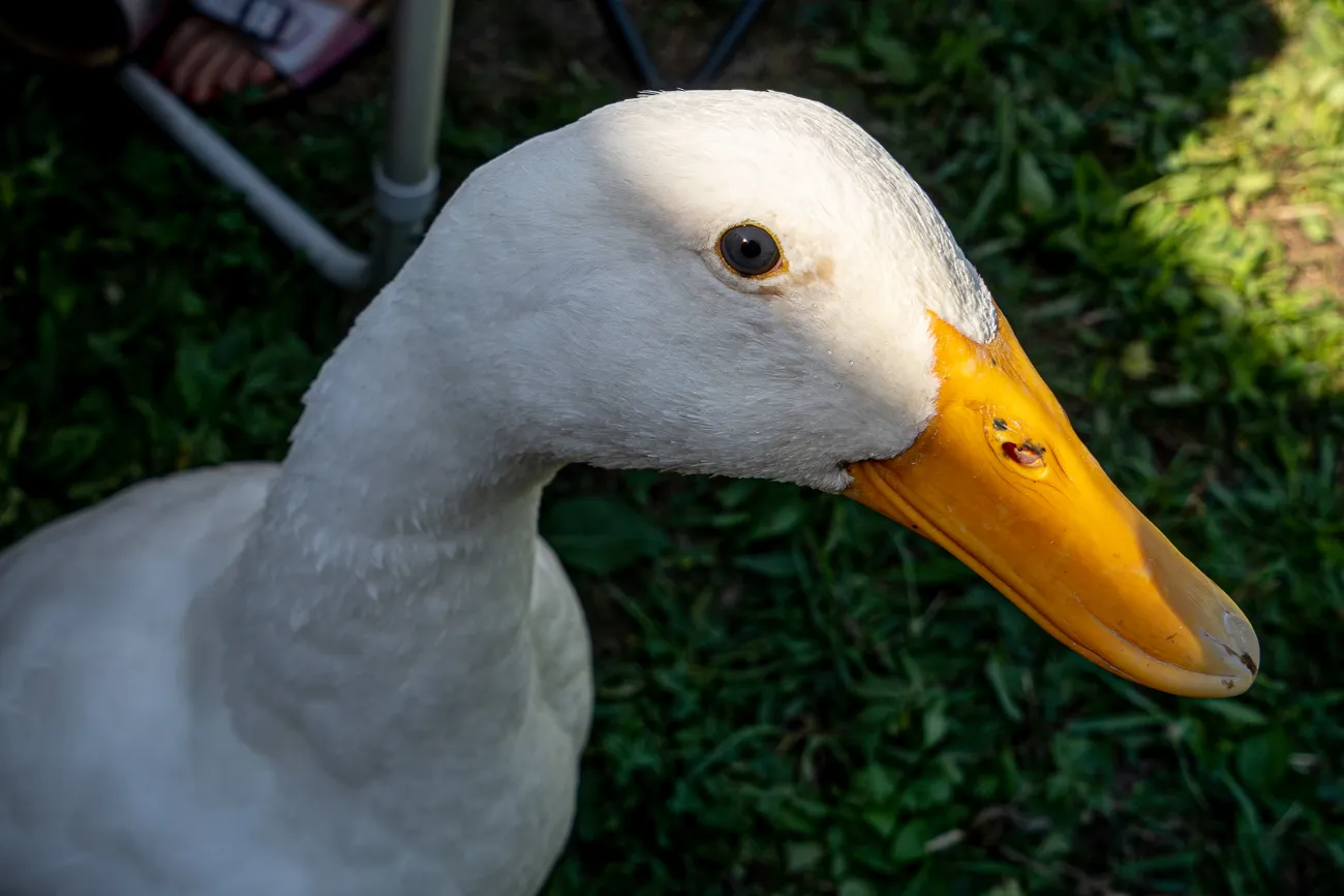 weiße Ente mit gelbem Schnabel auf grünem Gras