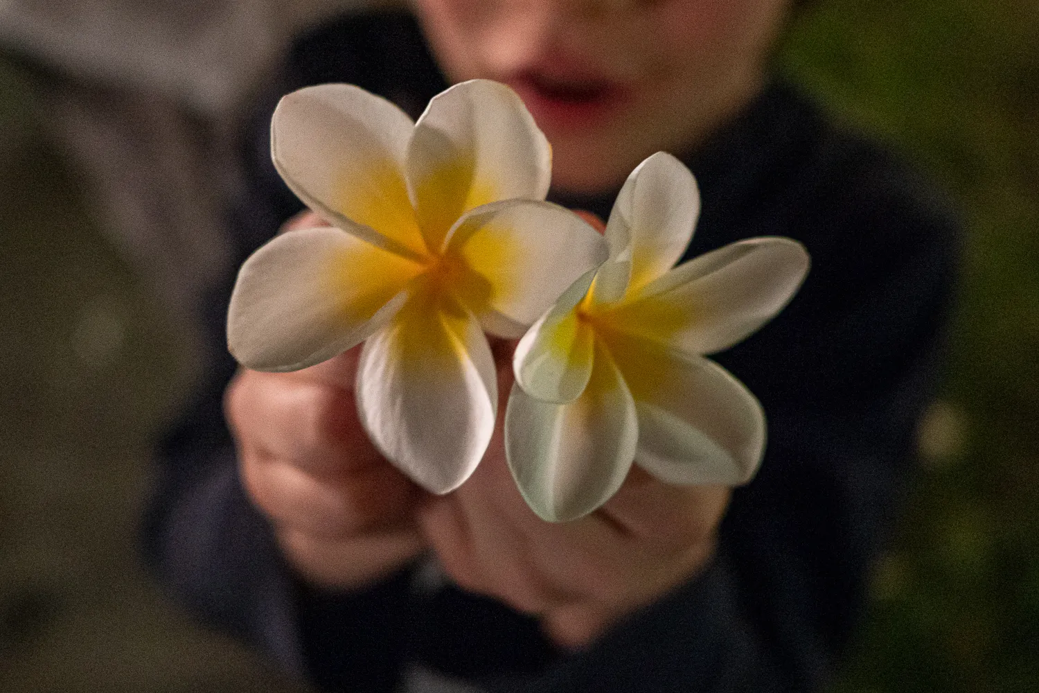 Zwei weiße Blüten mit gelbem Zentrum in den Händen
