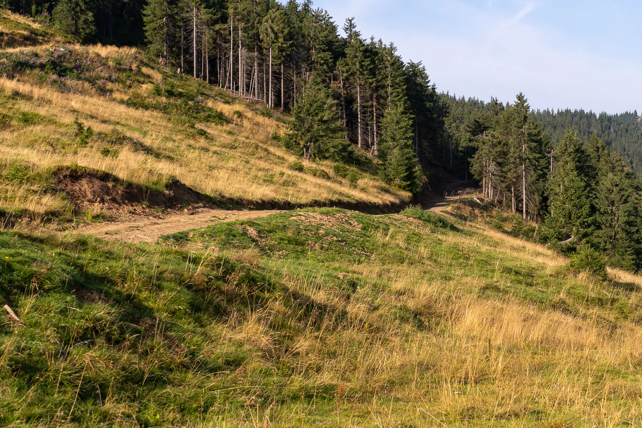 Hügelige Landschaft mit Wiesen, Gräsern und Nadelwäldern unter blauem Himmel