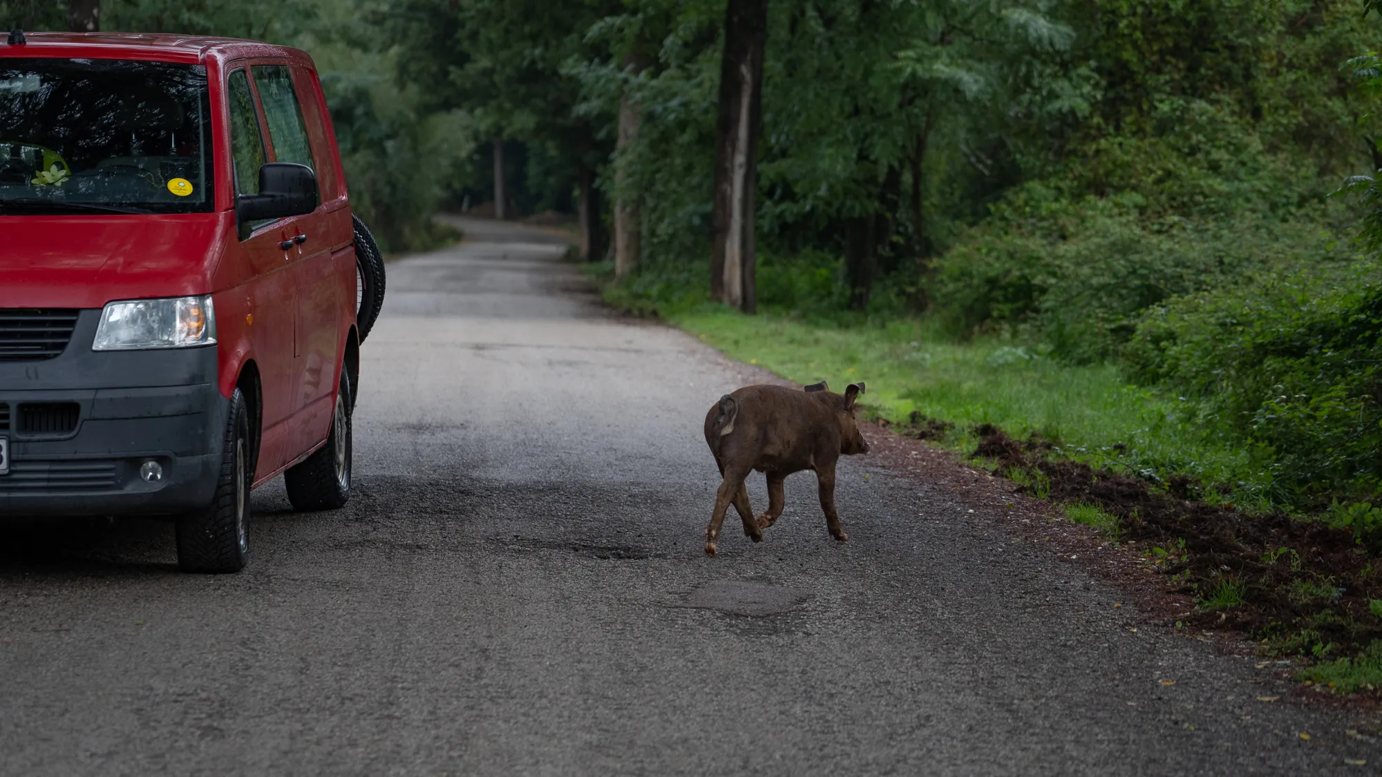 braunes wildschwein läuft auf asphaltstraße neben rotem van