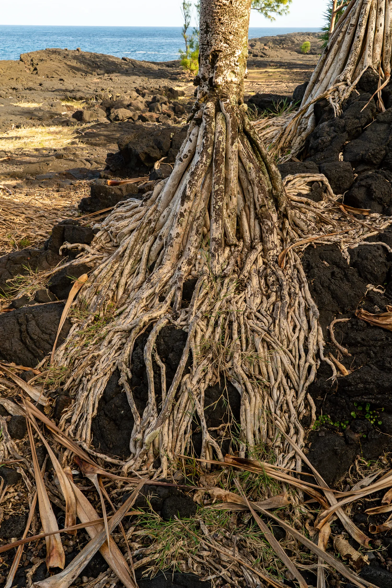 Wurzeln eines Baumes im Lavagebiet am Strand