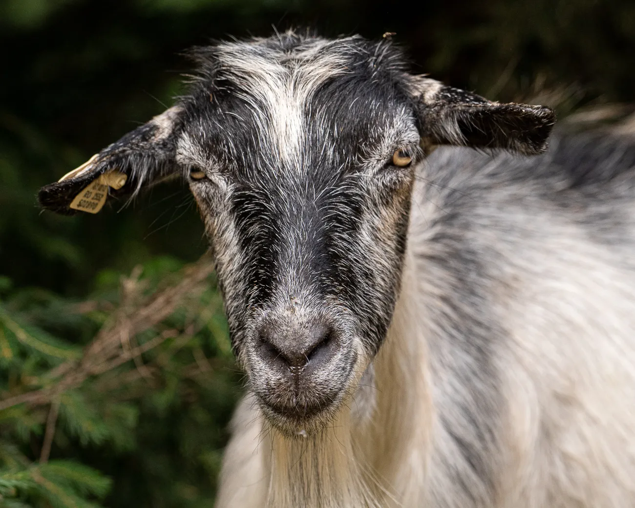 Ziege mit gelbem Ohrmarken im Wald