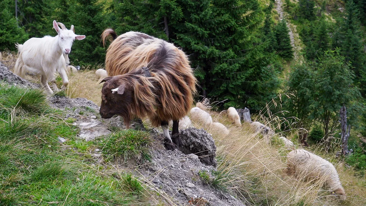 Zwei Ziegen und Schafe auf grasbewachsenem Hang vor Wald