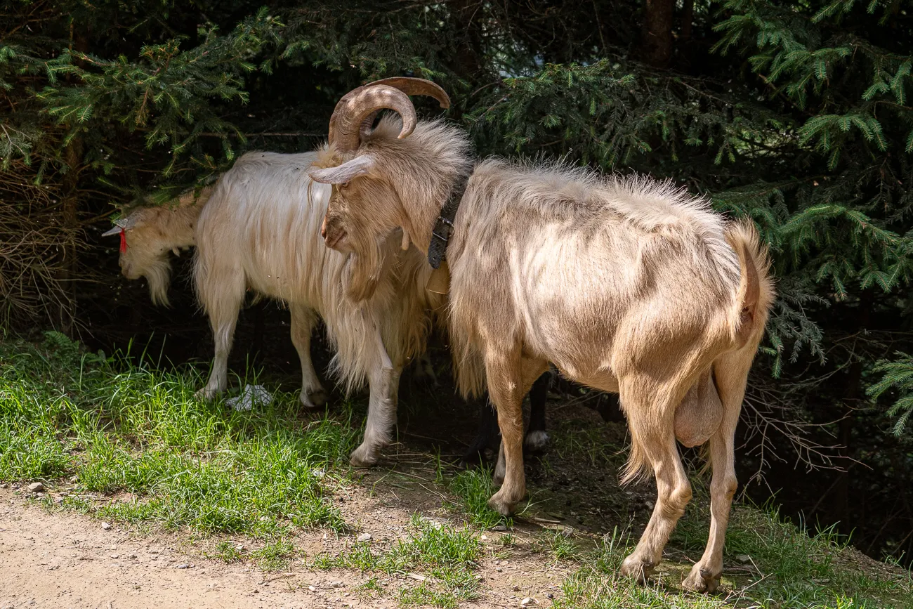 Zwei Ziegen mit langem Fell und Hörnern stehen im Wald.