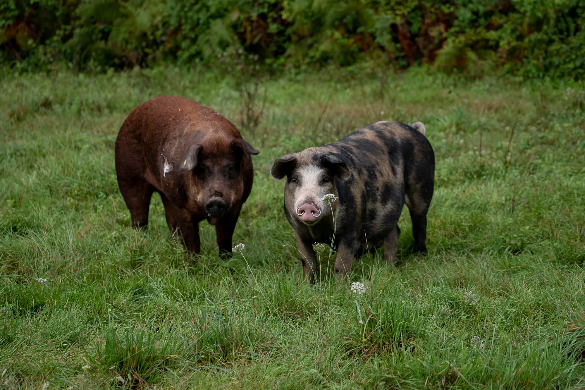 zwei schweine stehen im grünen grasland mit wildblumen