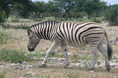 zebra