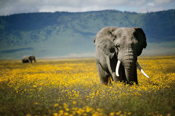 Elefant in Tansania