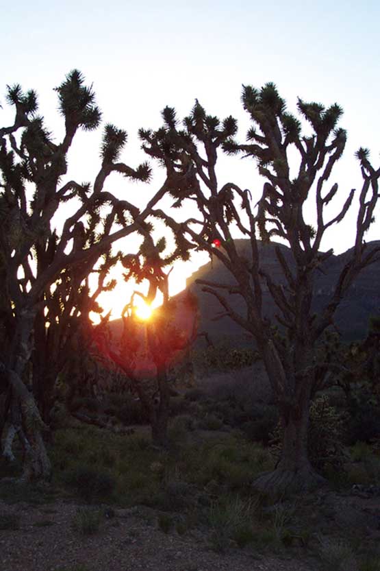 Joshua Tree Sonnenuntergang