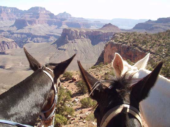 Hoch zu Ross am Grand Canyon