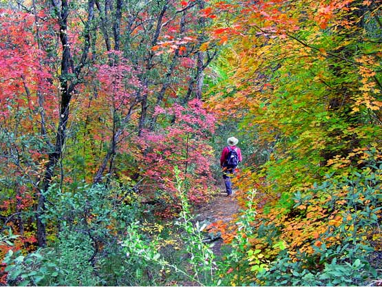 trail in Chricahua mountains